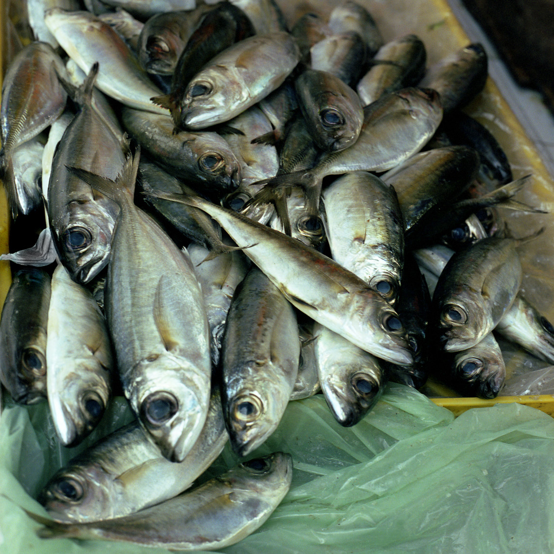 BigEyeFish
