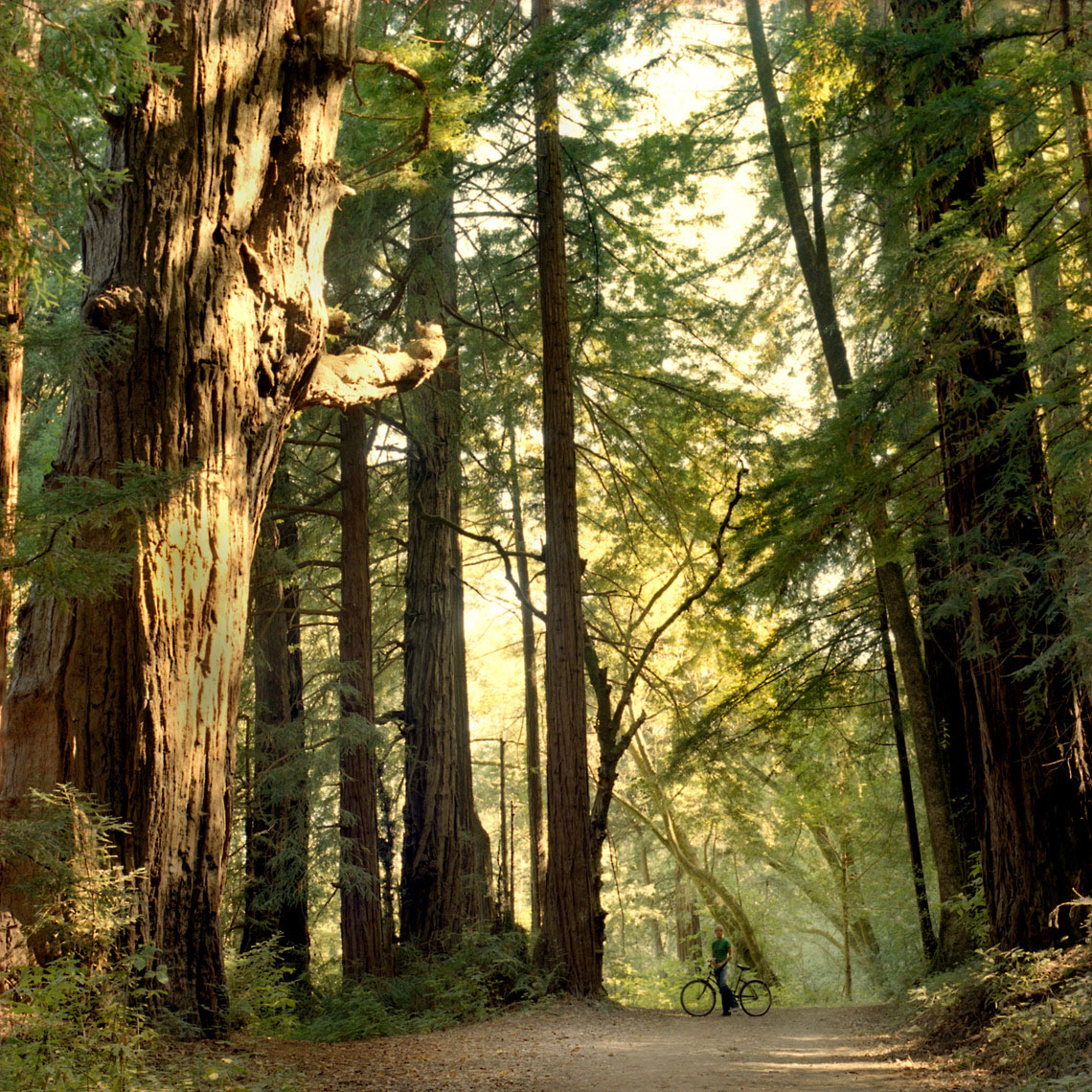 Redwood.Trail.2